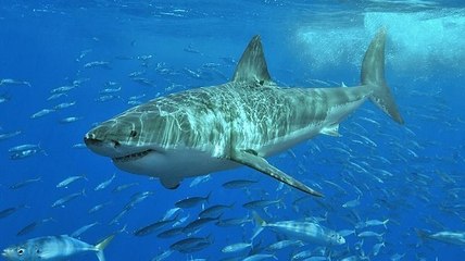 En Australie, les requins utilisent Twitter pour signaler leur approche