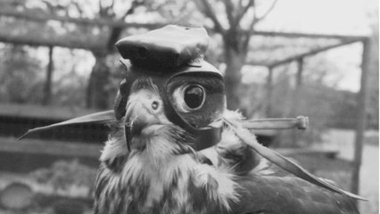 Des caméras filment des faucons en plein chasse