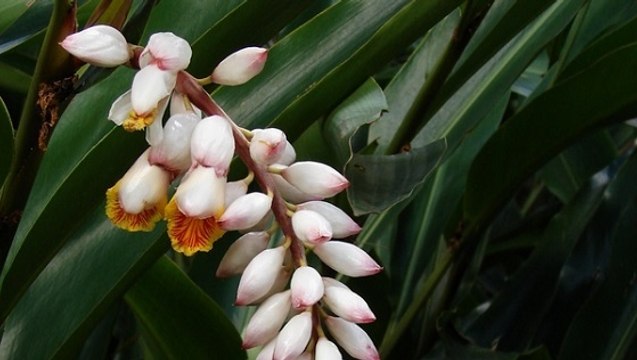 Le secret de l'exceptionnelle longévité des habitants d'Okinawa enfin découvert ?