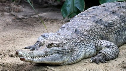 Un crocodile rare décède en plein accouplement aux Pays-Bas