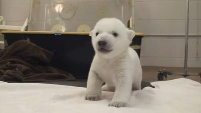 Un bébé ours polaire fait ses premiers pas au zoo de Toronto