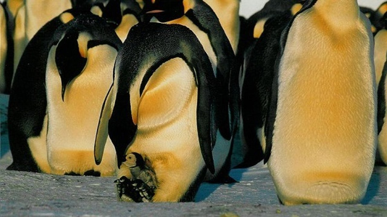 Le surprenant mouvement des manchots empereurs pour résister au froid
