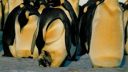 Le surprenant mouvement des manchots empereurs pour résister au froid