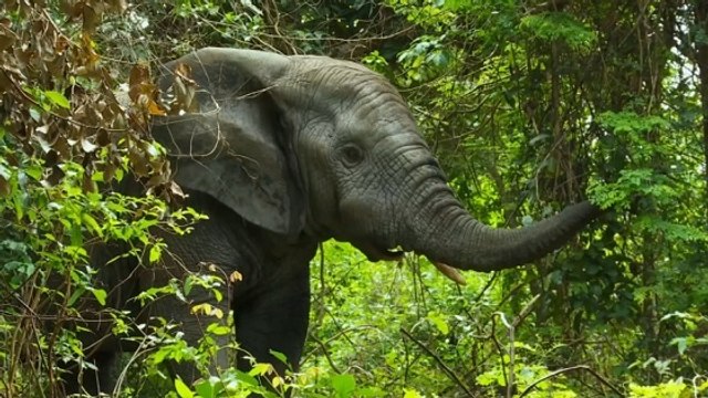 Opération survie pour une dizaine d'éléphants menacés de mort en Côte d'Ivoire
