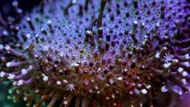 Grande Barrière de corail : un time-lapse dévoile la vie insoupçonnée des coraux
