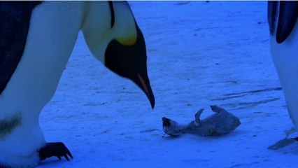 L'émouvante réaction d'un manchot empereur face à la mort de son petit