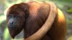 Un zoo prépare des singes hurleurs à retrouver leur liberté en Colombie