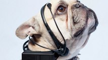 No More Woof, un dispositif pour traduire les pensées de votre chien ? Pas si sûr