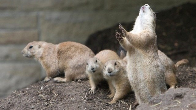 Pourquoi les chiens de prairie font-ils la ola ?