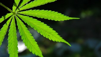 Cannabis thérapeutique : le médicament Sativex autorisé en France