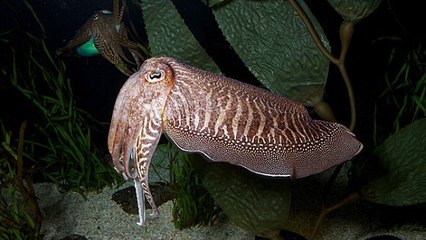 Les secrets de camouflage du 'caméléon des mers' enfin révélés