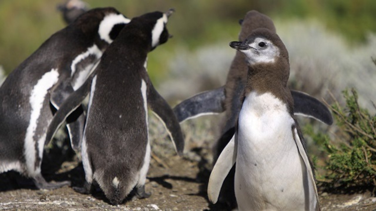 Des bébés manchots sévèrement affectés par le changement climatique
