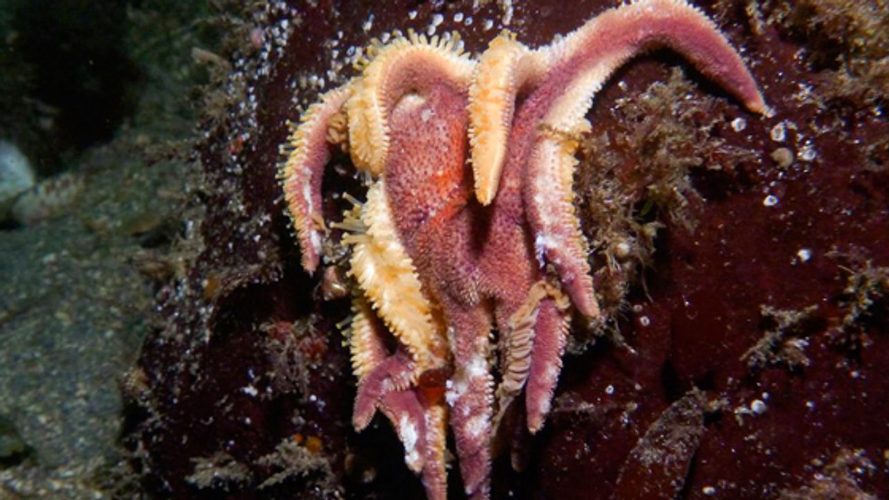 Une mystérieuse épidémie frappe les étoiles de mer de la côte Pacifique