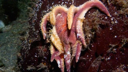Une mystérieuse épidémie frappe les étoiles de mer de la côte Pacifique