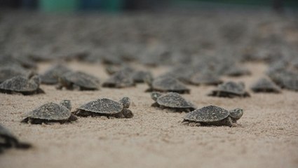 L'incroyable éclosion de milliers de tortues au Brésil