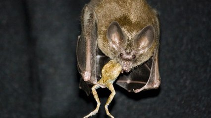 Quand des chauves-souris utilisent les rides de l'eau pour chasser la grenouille