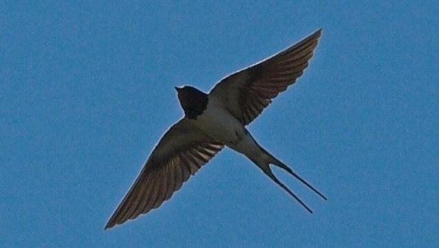Une hirondelle se fait attaquer en vol par un poisson
