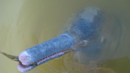 Une nouvelle espèce de dauphin d’eau douce découverte au Brésil