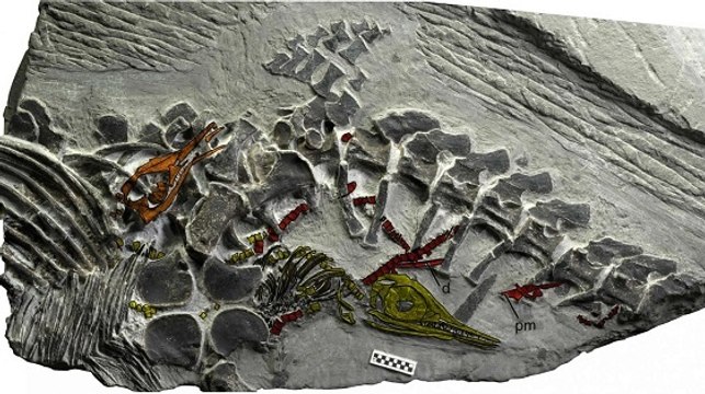 Un reptile marin préhistorique fossilisé en plein accouchement