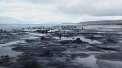 Une forêt vieille de 5000 ans déterrée par les tempêtes au Pays de Galles