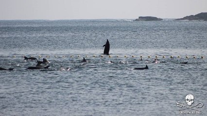 Le massacre de dauphins dans la baie de Taiji de nouveau dénoncé