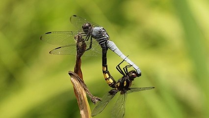 Comment les libellules et demoiselles s'accouplent-elles ?