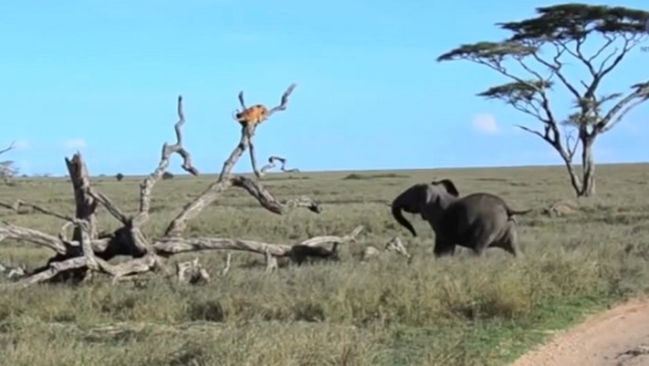 Une étonnante course poursuite entre une éléphante et une lionne en Tanzanie