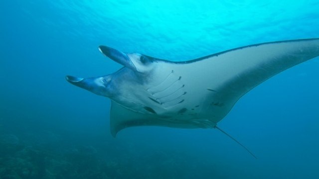 Raie manta : le plus vaste sanctuaire du monde créé en Indonésie