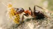 Les fourmis, des insectes encore plus forts qu'on ne pense ?