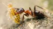 Les fourmis, des insectes encore plus forts qu'on ne pense ?