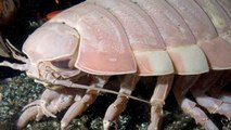 Un isopode géant meurt après avoir passé 5 ans sans manger dans un aquarium