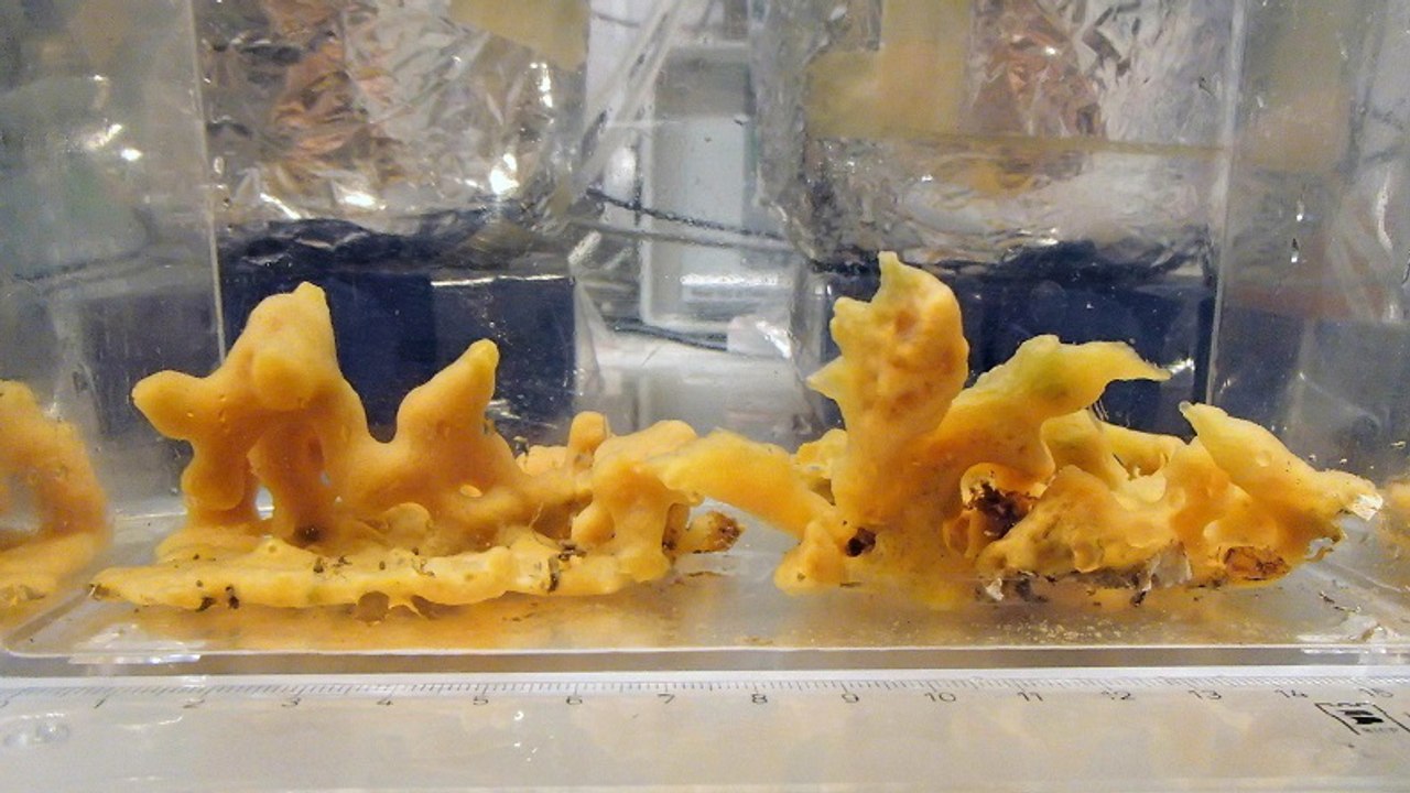 Des éponges de mer bousculent la théorie sur l'origine de la vie sur Terre