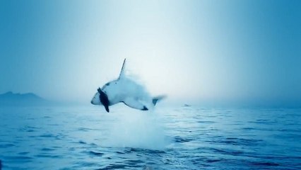 Un requin blanc s'envole dans les airs pour attraper un phoque