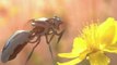 Des robots pour remplacer les abeilles ? Greenpeace lance une campagne choc