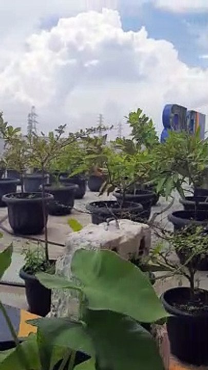 BERKEBUN 2