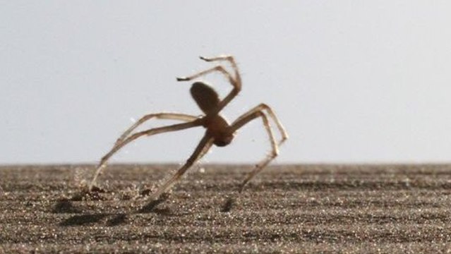 Une araignée du désert capable d’effectuer des sauts périlleux