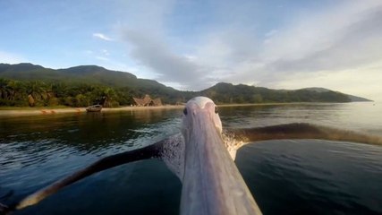 Un pélican s'envole avec une caméra sur le bec