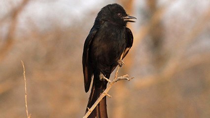 Le drongo, un oiseau imitateur et voleur