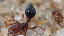 Les fourmis folles ne craignent plus le venin des fourmis de feu