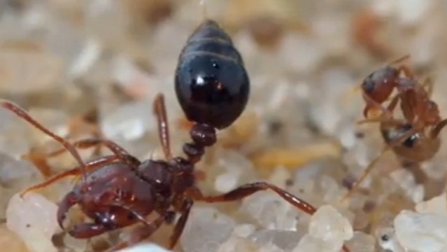 Les fourmis folles ne craignent plus le venin des fourmis de feu