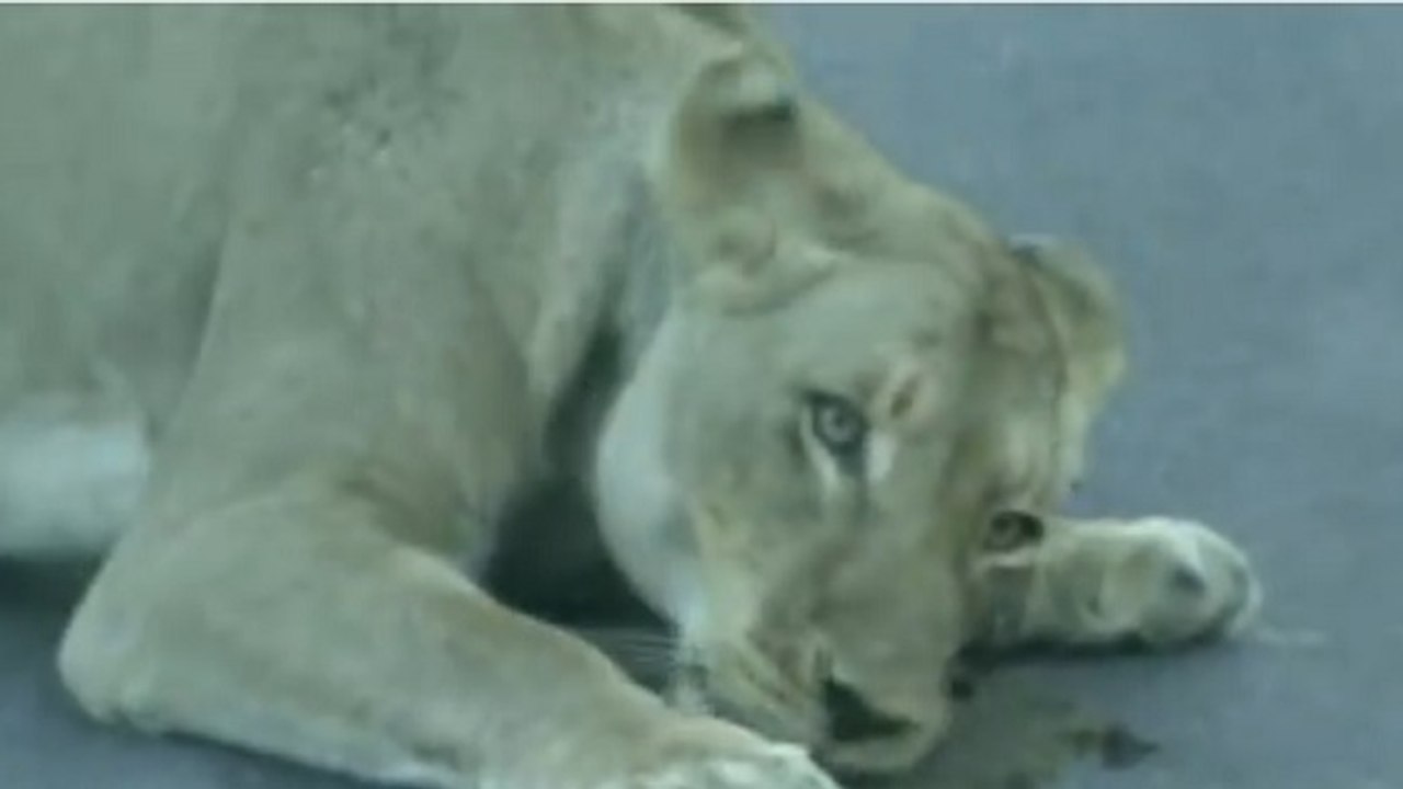 Un drôle de comportement observé chez une lionne en Afrique du Sud
