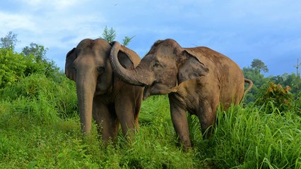 Les éléphants d'Asie, des animaux encore plus sociaux qu'on ne pensait