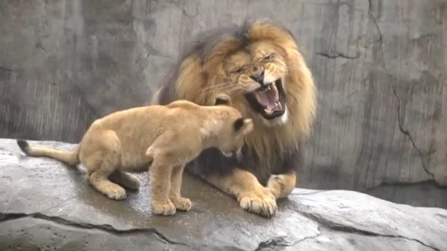 Un lion rencontre pour la première fois sa progéniture