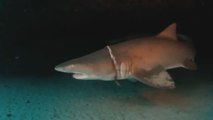 Des plongeurs sauvent un requin-taureau étranglé par un élastique