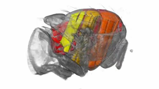 Comment les ailes des insectes fonctionnent-elles ? Gros plan en 3D