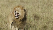 Rugissement du lion : comment le lion rugit-il ?