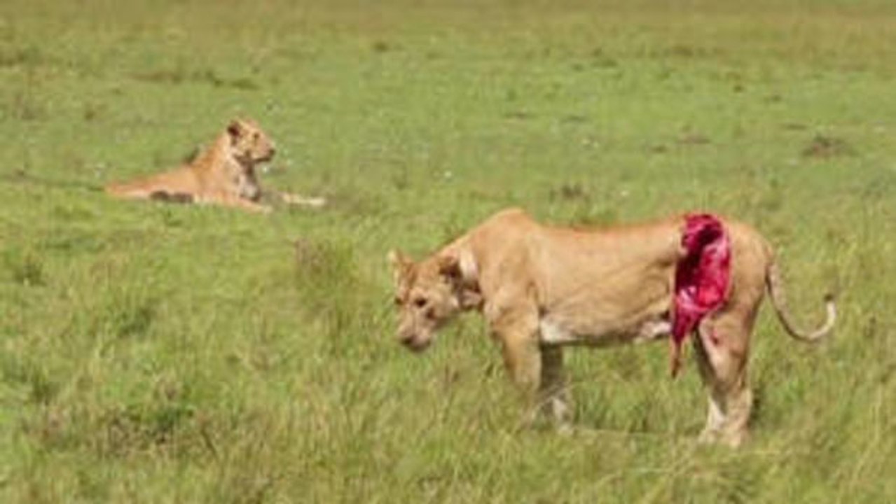 Schwerverletzte Löwin in Kenia von Tierärzten gerettet.
