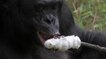 Un bonobo allume un feu de bois pour faire griller des guimauves