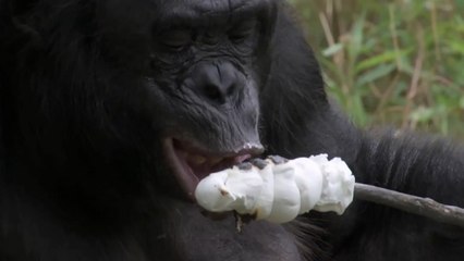 Un bonobo allume un feu de bois pour faire griller des guimauves