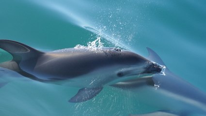 Le sifflement d'un dauphin traduit pour la première fois par ordinateur